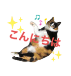 天然目ヂカラ ミケコたん（個別スタンプ：2）