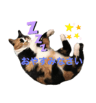 天然目ヂカラ ミケコたん（個別スタンプ：3）