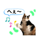 天然目ヂカラ ミケコたん（個別スタンプ：4）