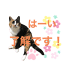 天然目ヂカラ ミケコたん（個別スタンプ：5）