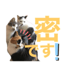 天然目ヂカラ ミケコたん（個別スタンプ：6）