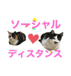 天然目ヂカラ ミケコたん（個別スタンプ：7）