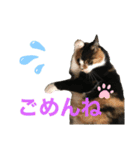 天然目ヂカラ ミケコたん（個別スタンプ：8）