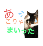 天然目ヂカラ ミケコたん（個別スタンプ：10）