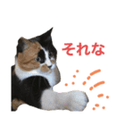 天然目ヂカラ ミケコたん（個別スタンプ：11）