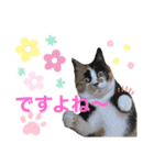 天然目ヂカラ ミケコたん（個別スタンプ：12）