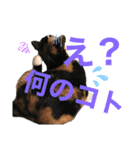 天然目ヂカラ ミケコたん（個別スタンプ：13）