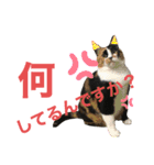 天然目ヂカラ ミケコたん（個別スタンプ：14）