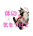 天然目ヂカラ ミケコたん（個別スタンプ：15）