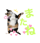 天然目ヂカラ ミケコたん（個別スタンプ：16）