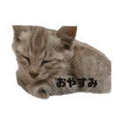ちびのちーちゃん（個別スタンプ：2）