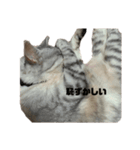 ちびのちーちゃん（個別スタンプ：8）