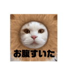 ふくふく猫〜ライオンver〜（個別スタンプ：1）