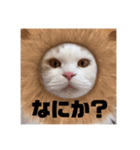 ふくふく猫〜ライオンver〜（個別スタンプ：3）