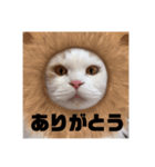 ふくふく猫〜ライオンver〜（個別スタンプ：4）