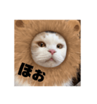 ふくふく猫〜ライオンver〜（個別スタンプ：5）