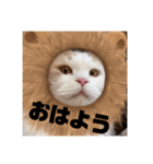 ふくふく猫〜ライオンver〜（個別スタンプ：6）