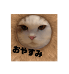 ふくふく猫〜ライオンver〜（個別スタンプ：7）