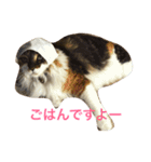 冬美ちゃんスタンプ（個別スタンプ：1）
