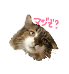 冬美ちゃんスタンプ（個別スタンプ：2）