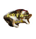 冬美ちゃんスタンプ（個別スタンプ：4）