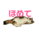 冬美ちゃんスタンプ（個別スタンプ：7）
