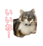 冬美ちゃんスタンプ（個別スタンプ：12）