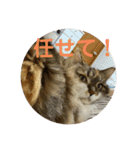 冬美ちゃんスタンプ（個別スタンプ：15）
