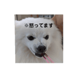 THE muku   いつでも使えるスタンプ（個別スタンプ：4）