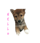 我が家の愛犬りんご（個別スタンプ：1）