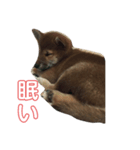 我が家の愛犬りんご（個別スタンプ：2）