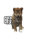 我が家の愛犬りんご（個別スタンプ：3）