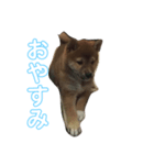 我が家の愛犬りんご（個別スタンプ：4）