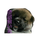 我が家の愛犬りんご（個別スタンプ：5）