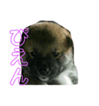 我が家の愛犬りんご（個別スタンプ：6）