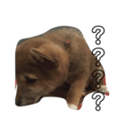 我が家の愛犬りんご（個別スタンプ：8）
