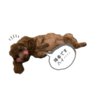 dogs0002（個別スタンプ：1）