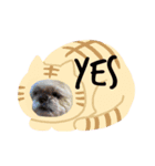 dogs0002（個別スタンプ：3）