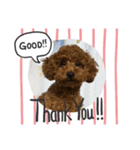 dogs0002（個別スタンプ：5）