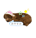 dogs0002（個別スタンプ：6）