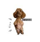 dogs0002（個別スタンプ：9）