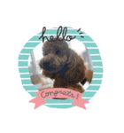 dogs0002（個別スタンプ：12）