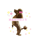 dogs0002（個別スタンプ：13）