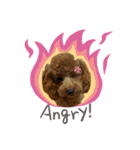dogs0002（個別スタンプ：14）