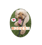 かいまるのご挨拶（個別スタンプ：4）