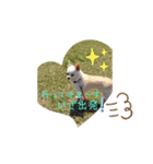 ぽめちnoこゆき（個別スタンプ：3）