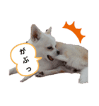 ぽめちnoこゆき（個別スタンプ：8）