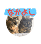 テディルーのスタンプ（個別スタンプ：2）