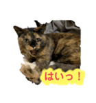 テディルーのスタンプ（個別スタンプ：6）