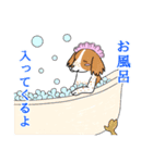 ジャレる犬達（個別スタンプ：27）